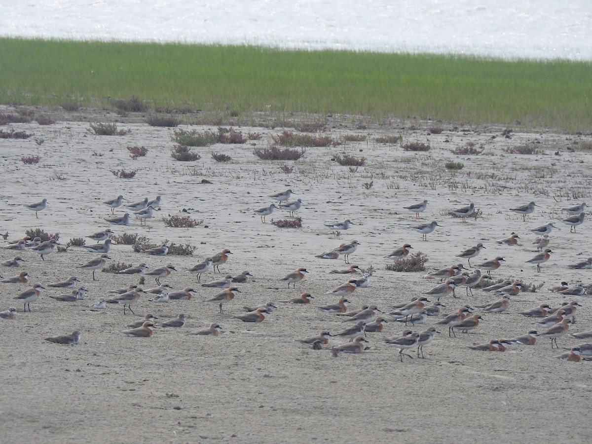 Tibetan Sand-Plover - ML619070775