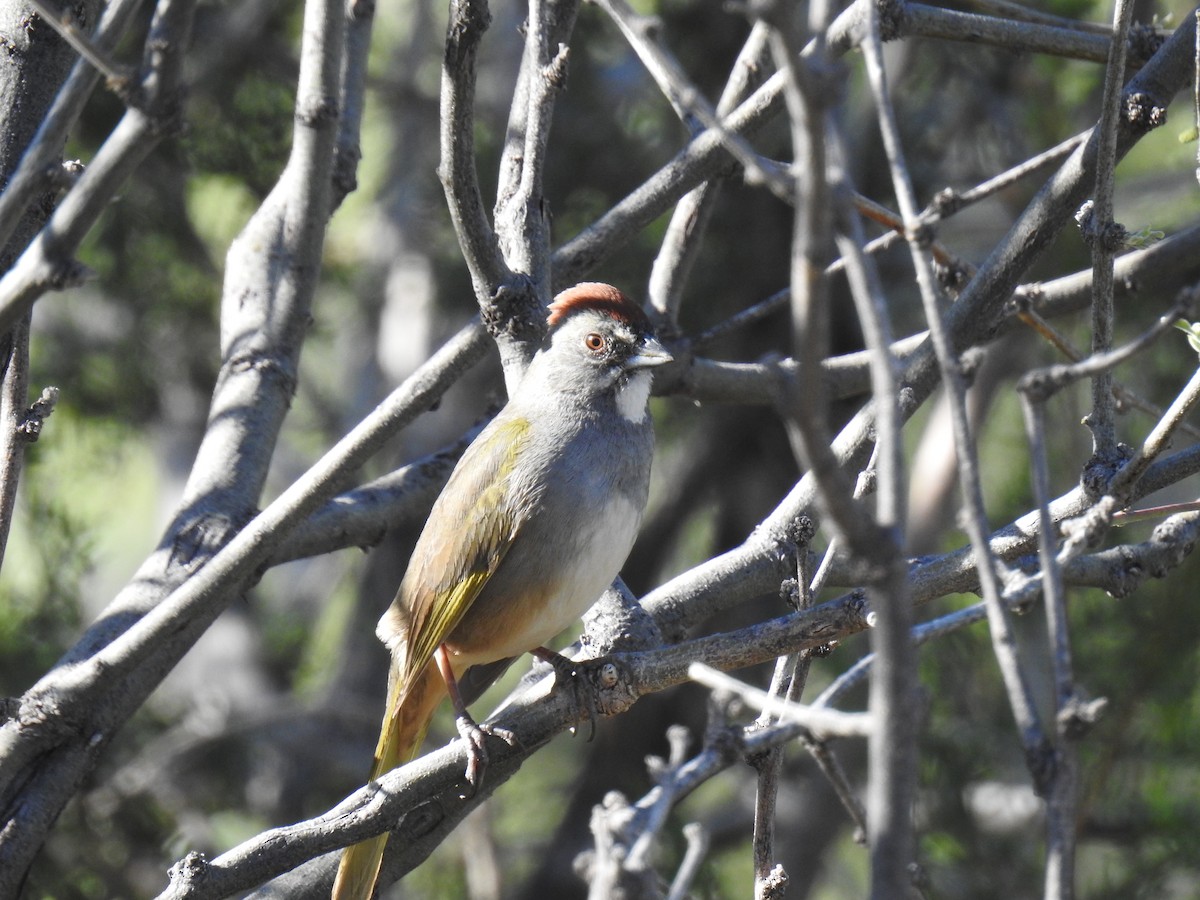 Green-tailed Towhee - ML619070800