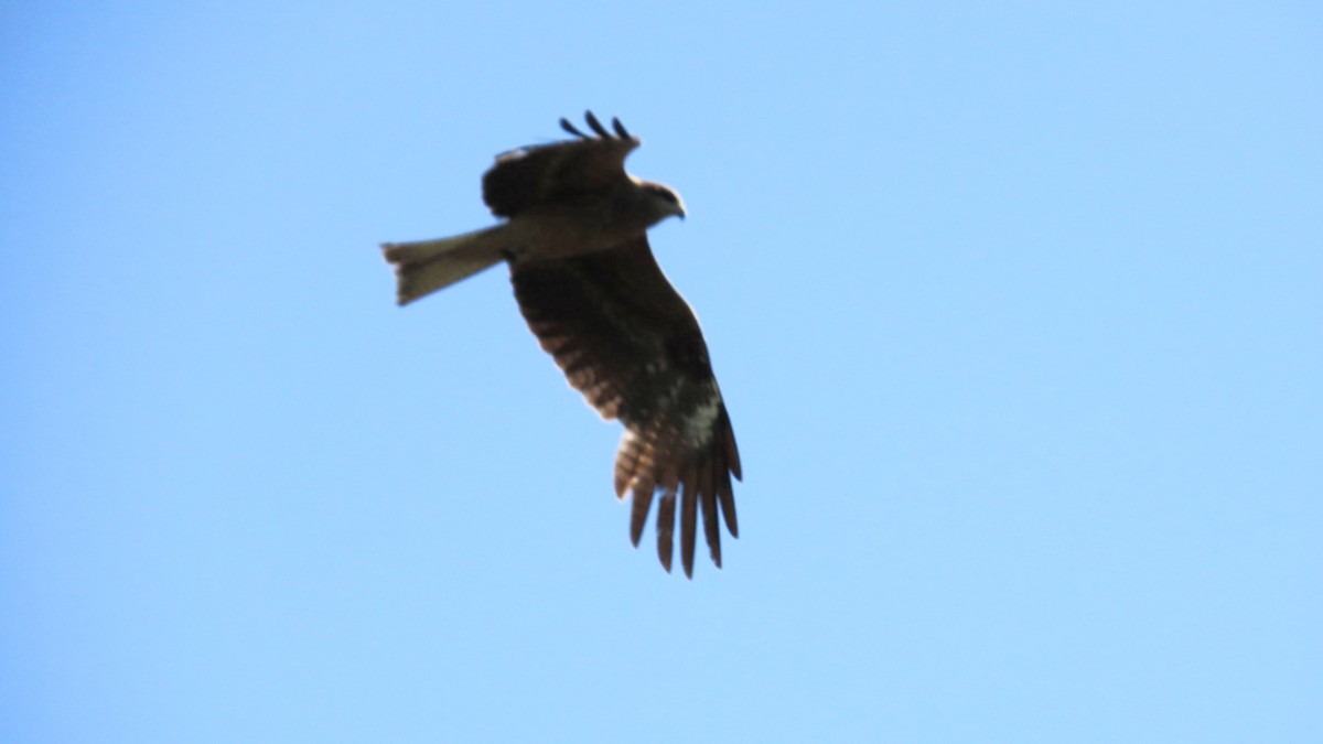 Black Kite - YUKIKO ISHIKAWA