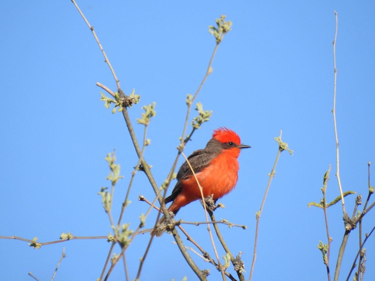 Vermilion Flycatcher - ML619070819