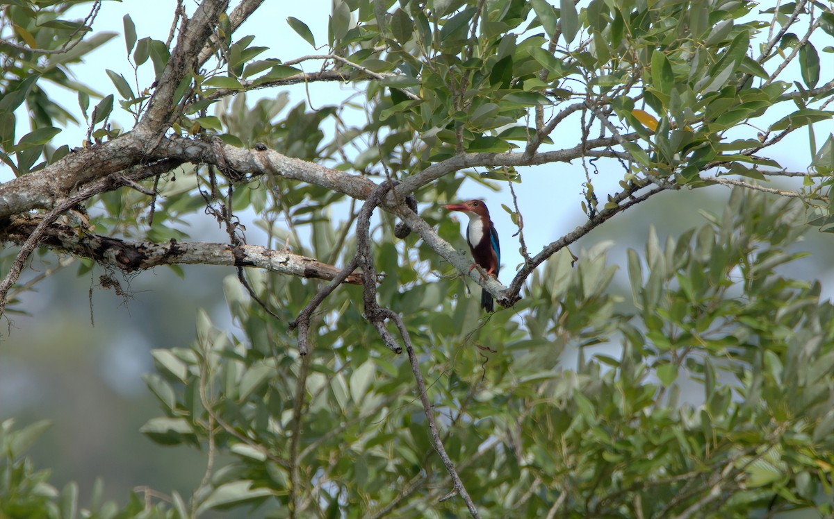 White-throated Kingfisher - Pipope Panitchpakdi