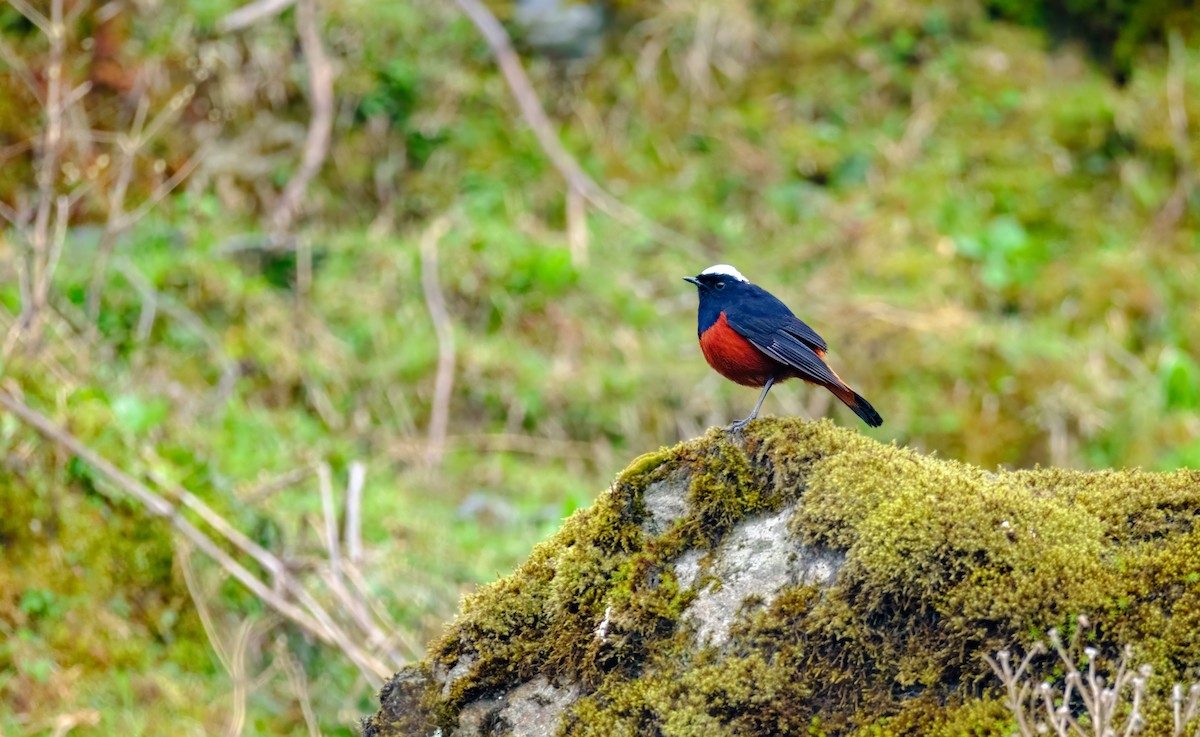 White-capped Redstart - Nara Jayaraman