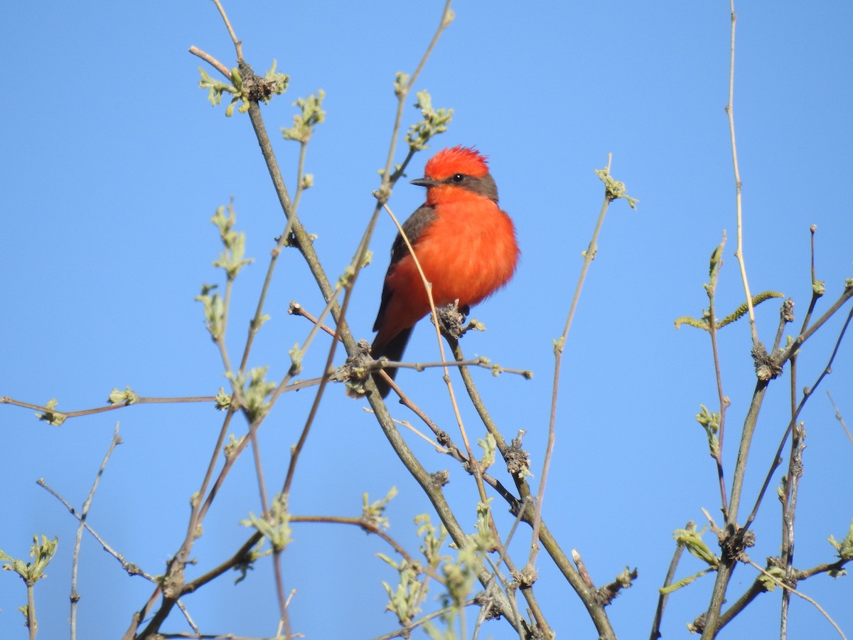 Vermilion Flycatcher - Phoenix Kwan