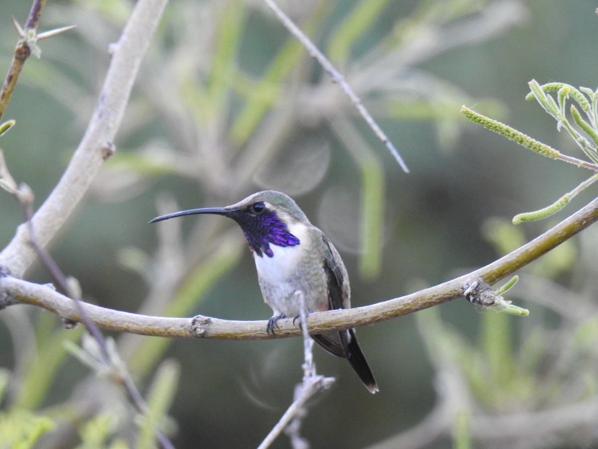 Colibrí Luminoso - ML619070847