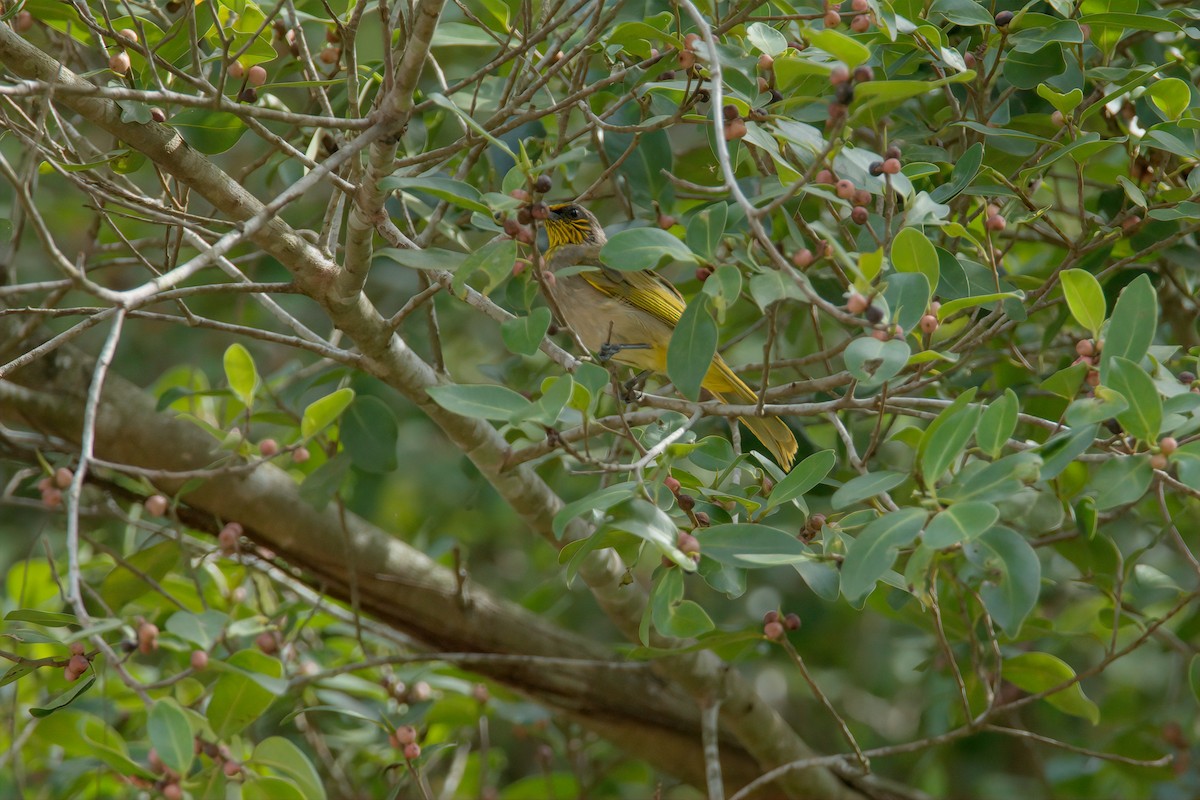 Stripe-throated Bulbul - Pipope Panitchpakdi