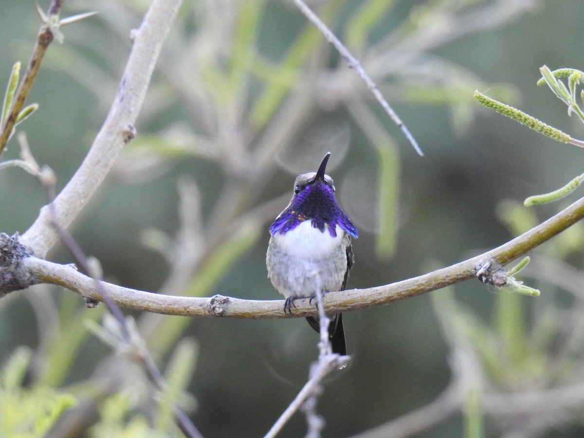 Lucifer Hummingbird - ML619070853