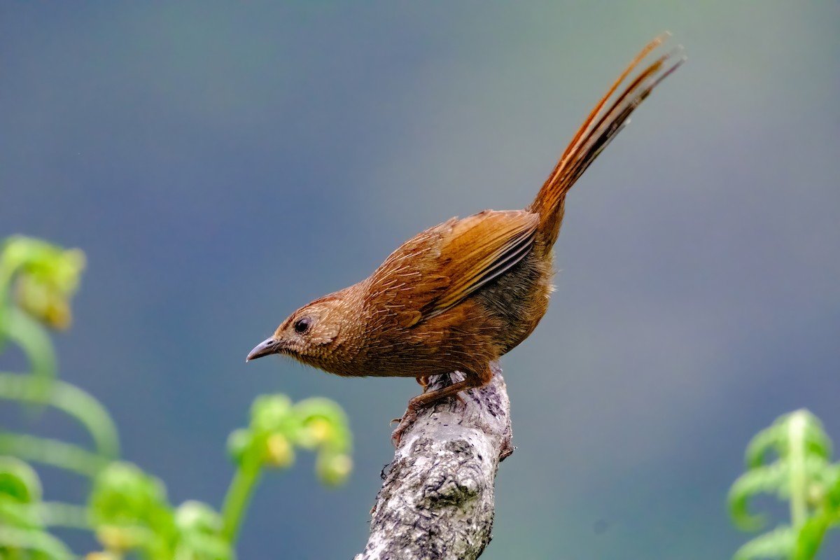 Bhutan Laughingthrush - Nara Jayaraman