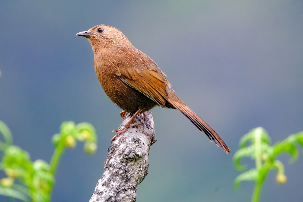 Bhutan Laughingthrush - ML619070858