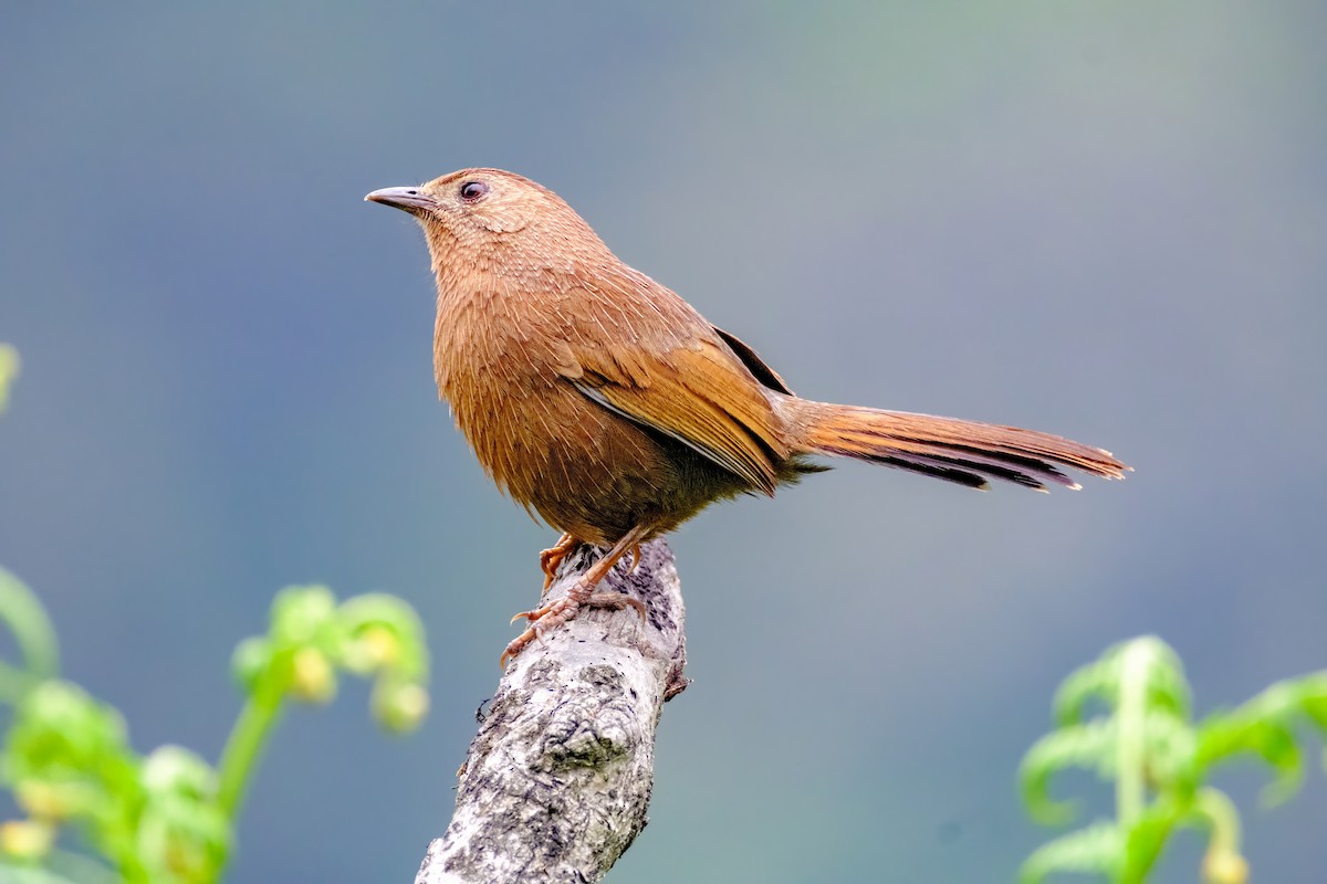 Bhutan Laughingthrush - Nara Jayaraman