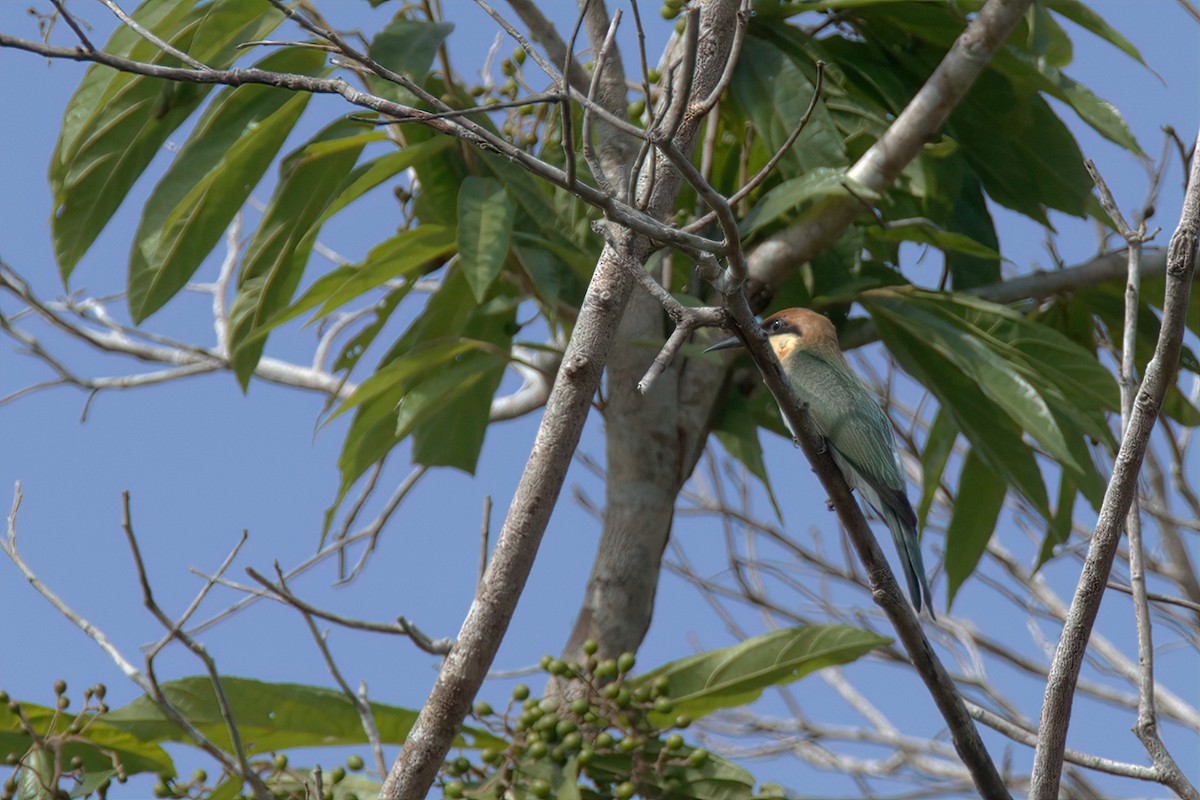 Chestnut-headed Bee-eater - Pipope Panitchpakdi