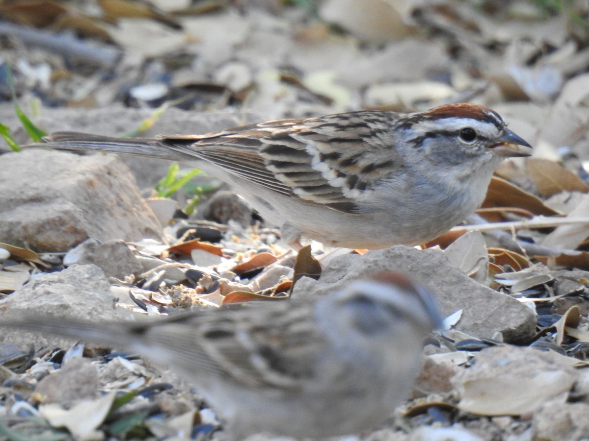 Chipping Sparrow - Phoenix Kwan