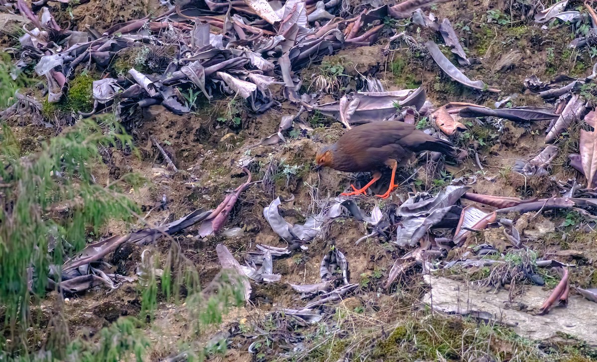 Blood Pheasant - Nara Jayaraman