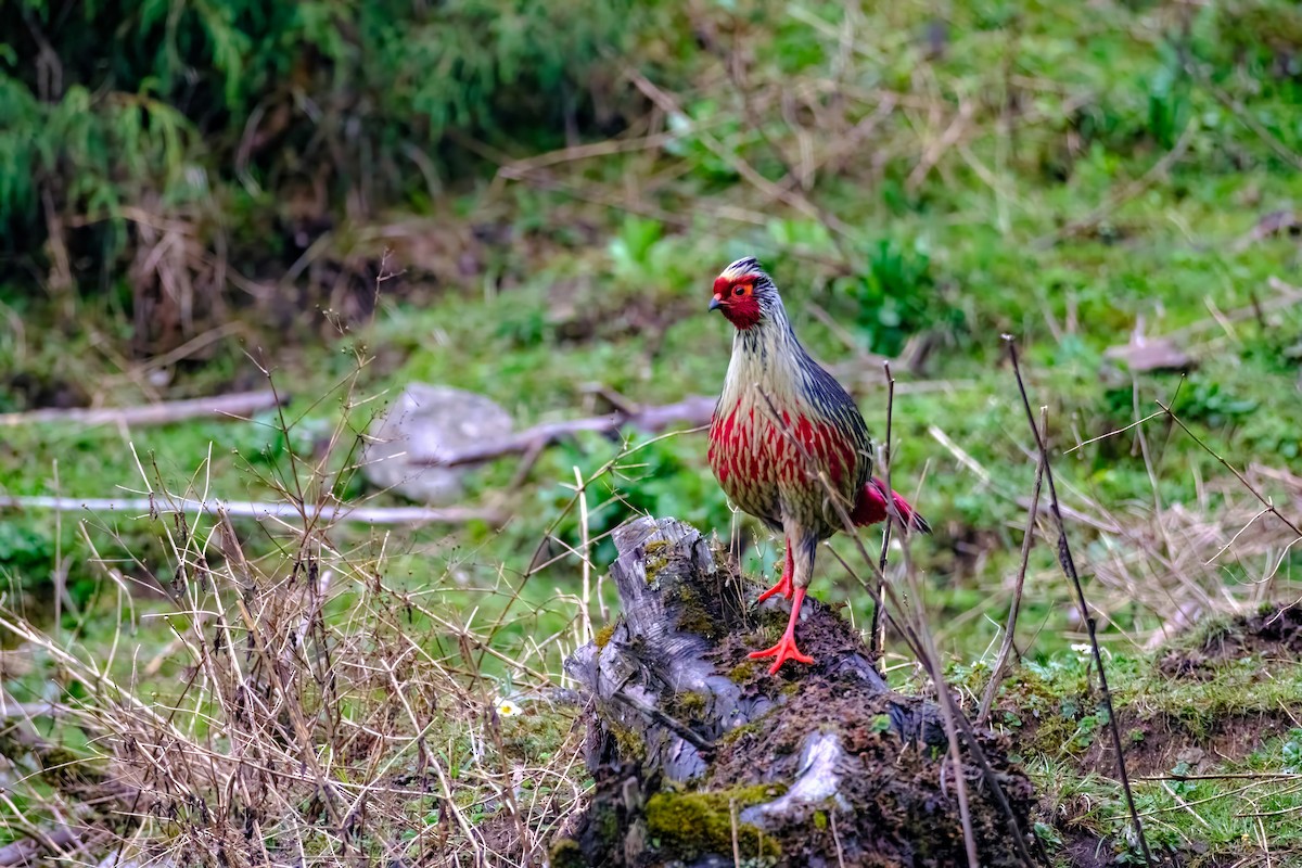 Blood Pheasant - Nara Jayaraman