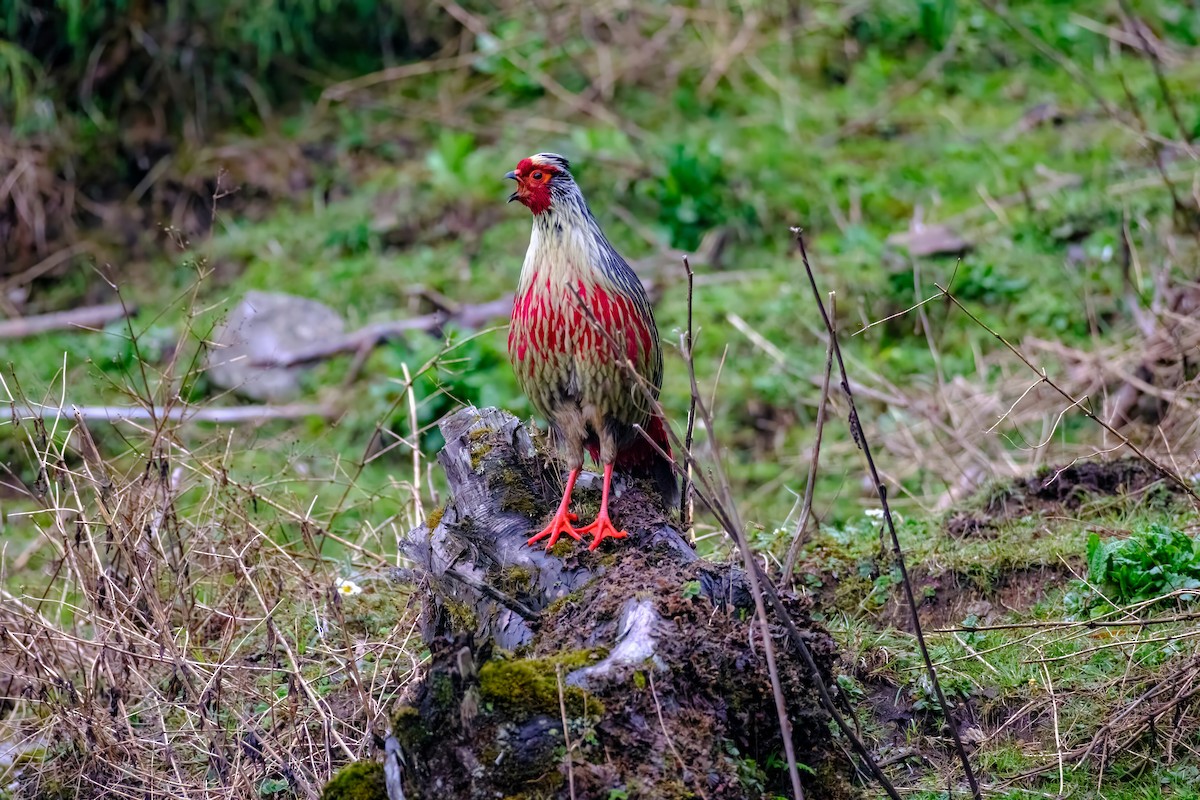 Blood Pheasant - Nara Jayaraman