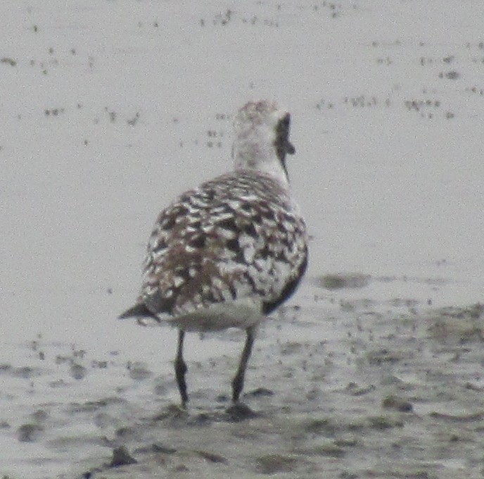 Black-bellied Plover - K B