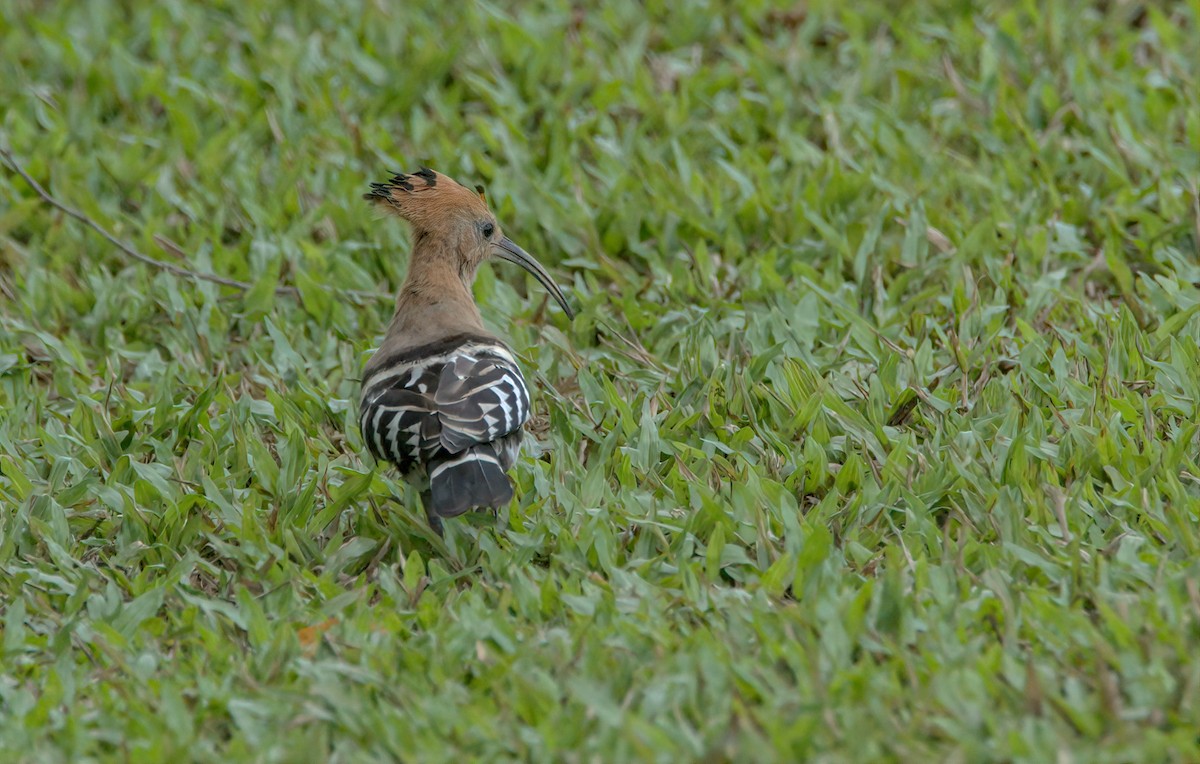 Eurasian Hoopoe - ML619070900