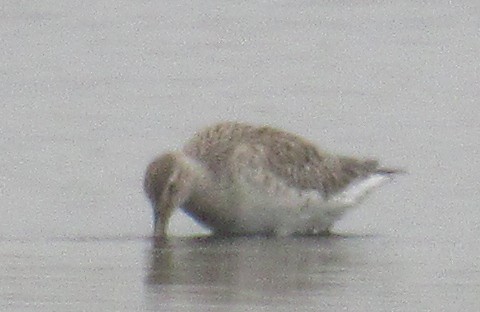 Bar-tailed Godwit - K B