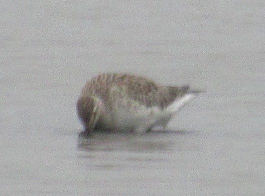 Bar-tailed Godwit - K B