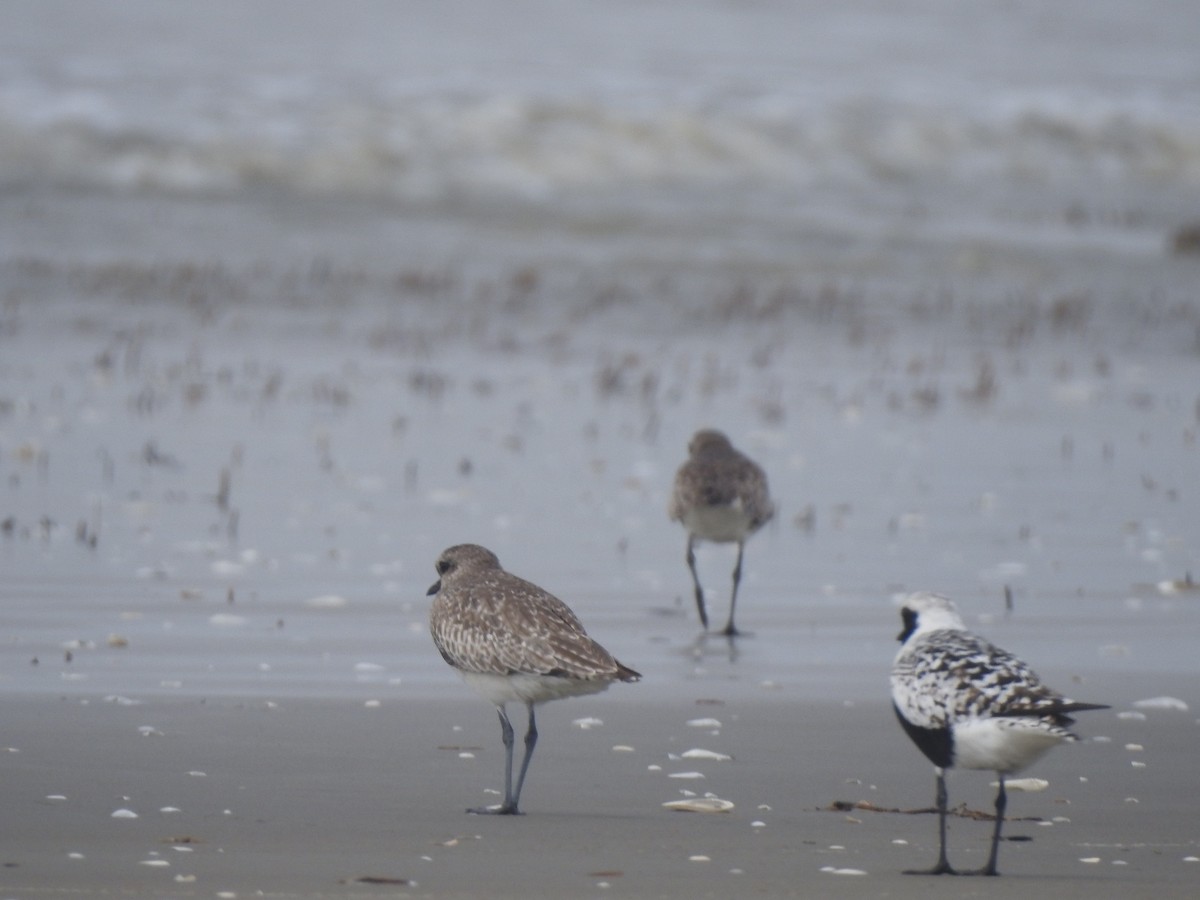 Black-bellied Plover - ML619070919