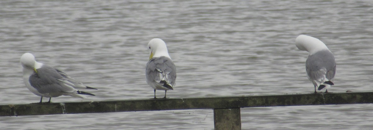 Black-legged Kittiwake - K B