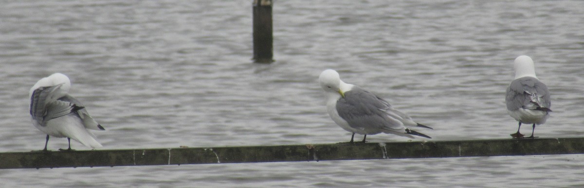 Black-legged Kittiwake - K B