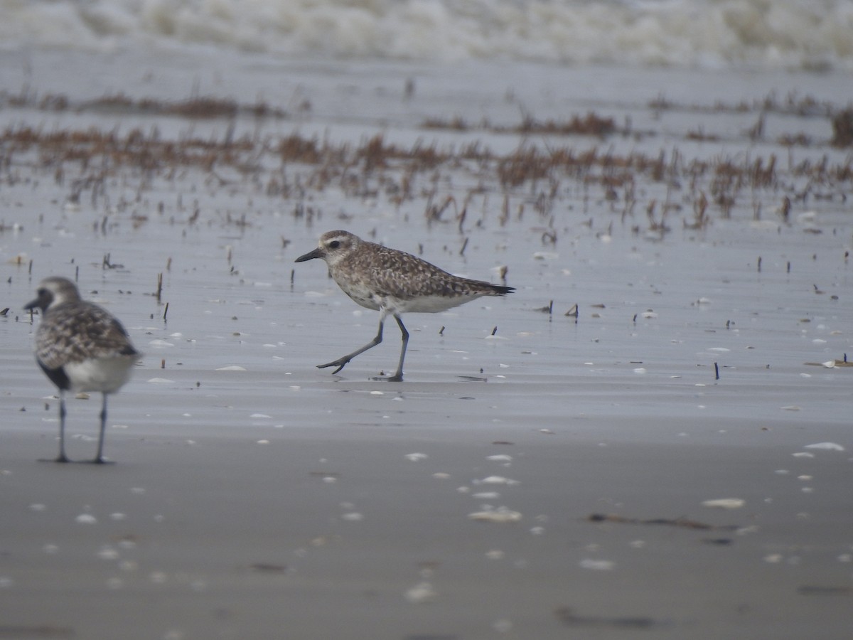Black-bellied Plover - ML619070925