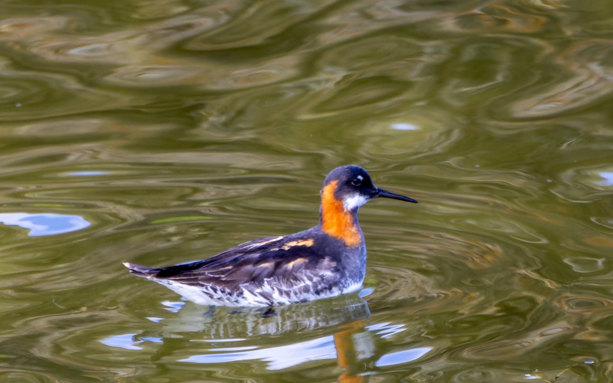 Phalarope à bec étroit - ML619070928