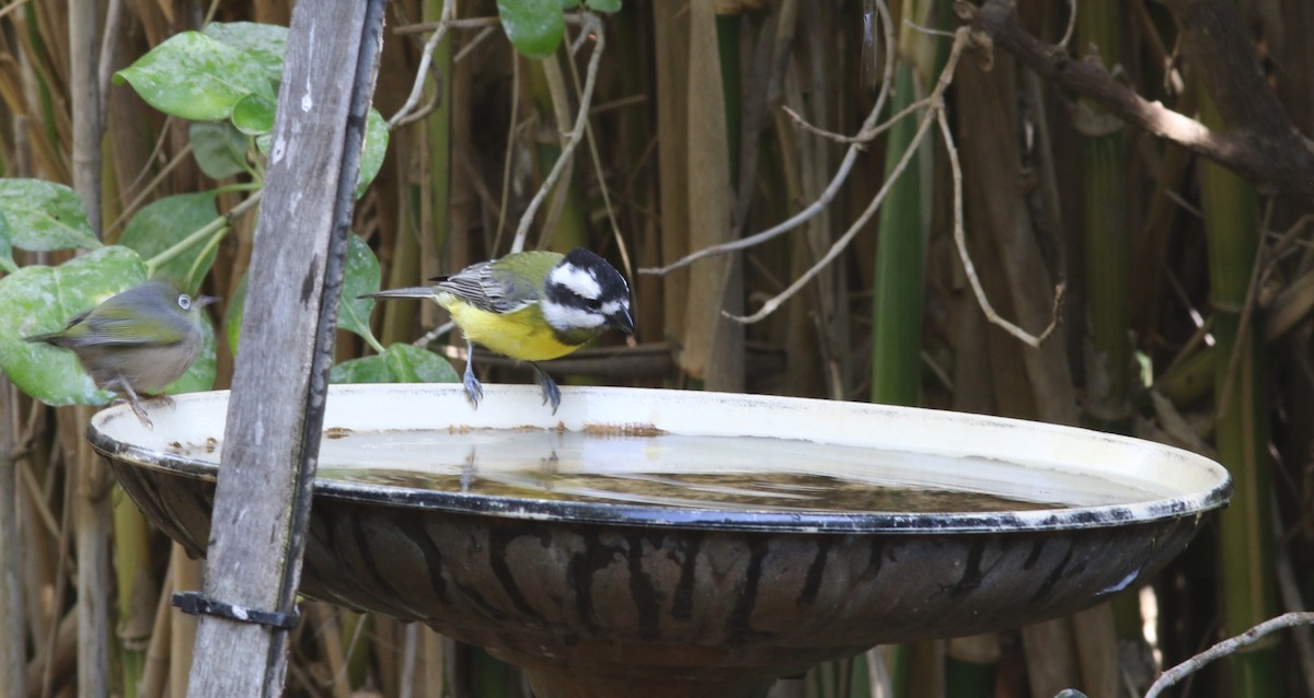 Eastern Shrike-tit - Dean Cutten