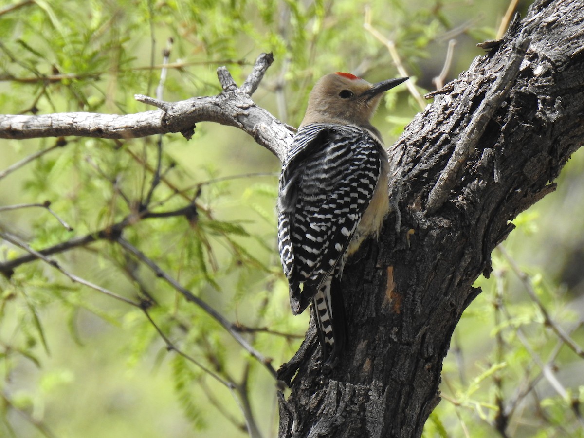 Gila Woodpecker - ML619070933