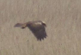 Western Marsh Harrier - K B