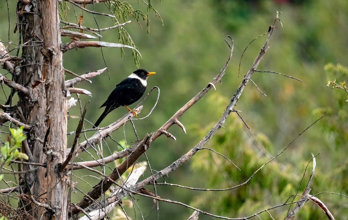White-collared Blackbird - ML619070937