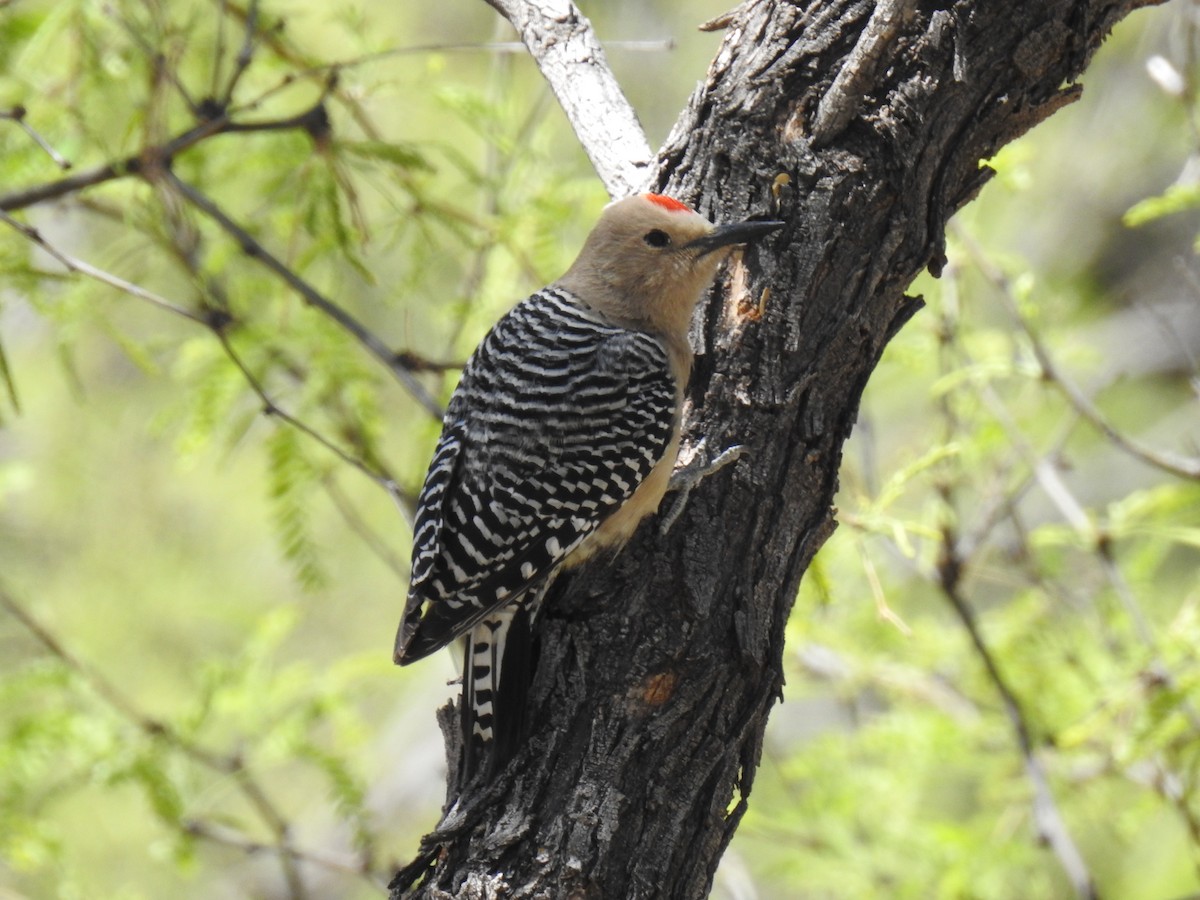 Gila Woodpecker - Phoenix Kwan