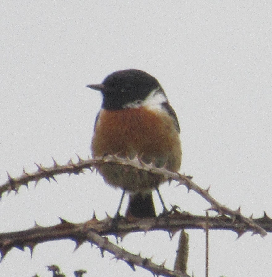 European Stonechat - ML619070945