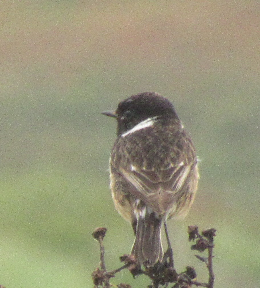 European Stonechat - ML619070947