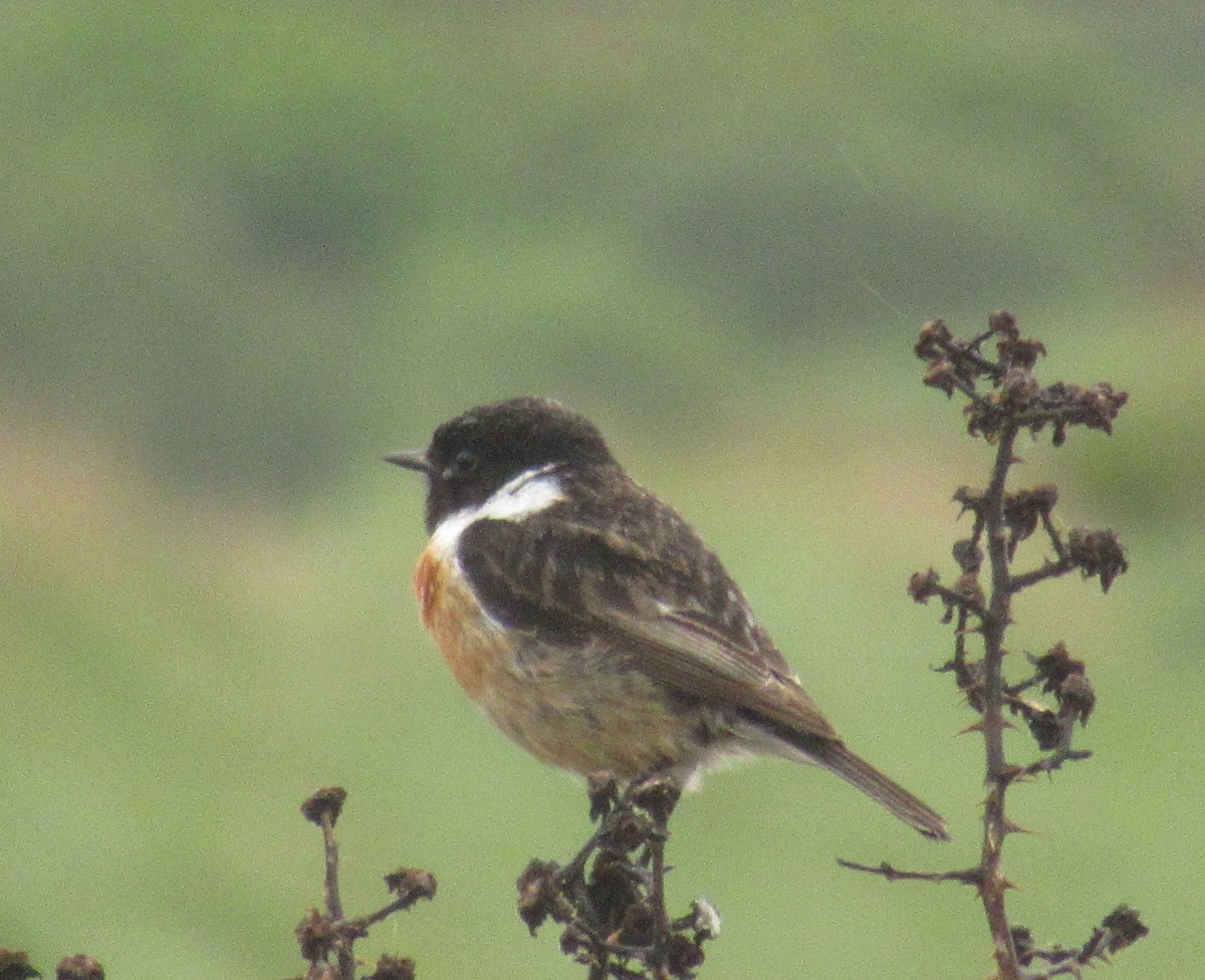 European Stonechat - K B