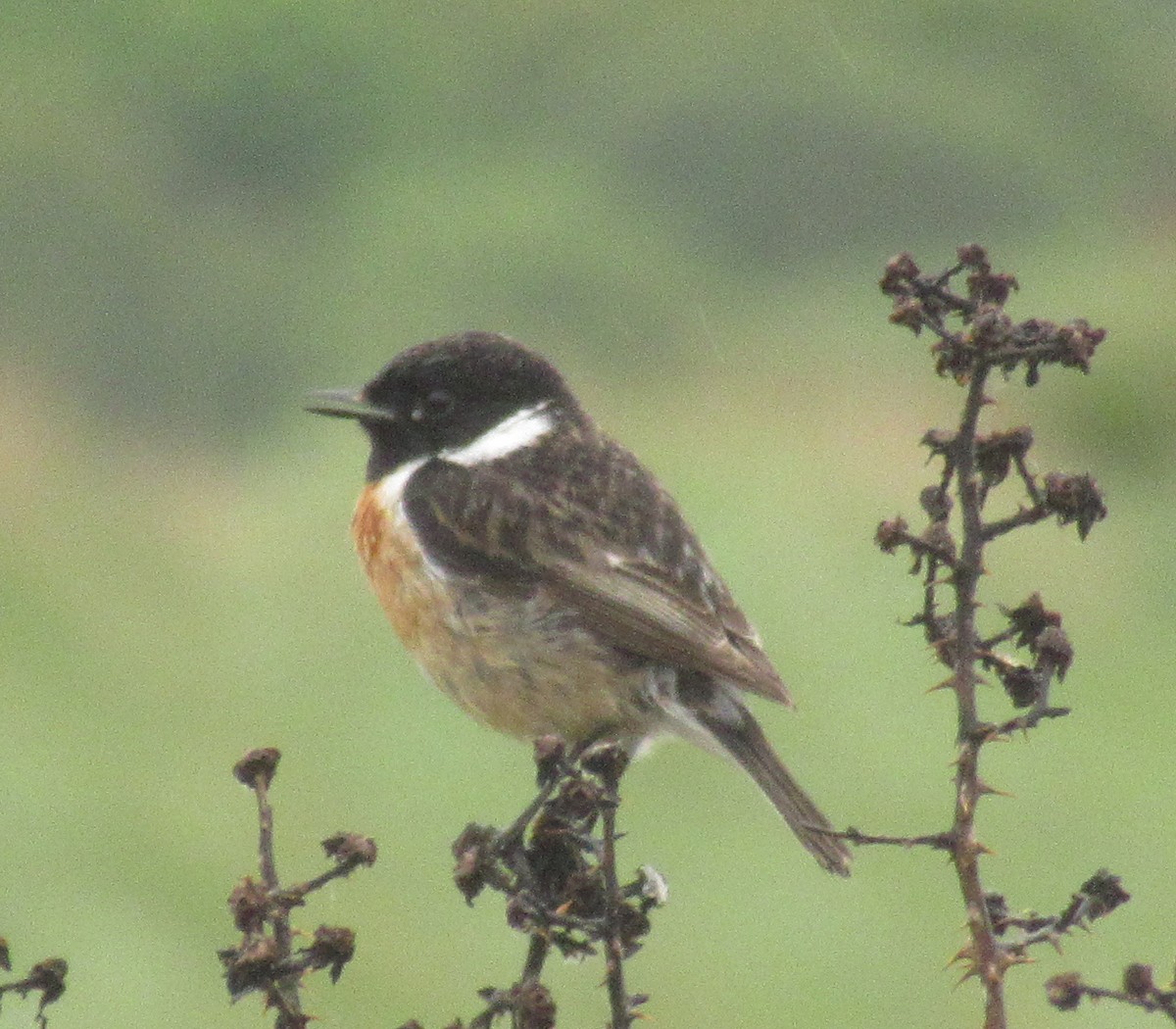 European Stonechat - K B