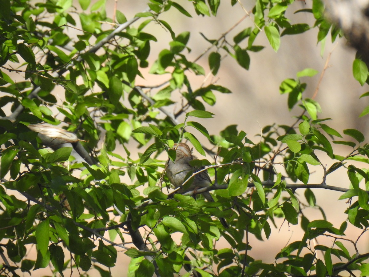 Rufous-winged Sparrow - Phoenix Kwan