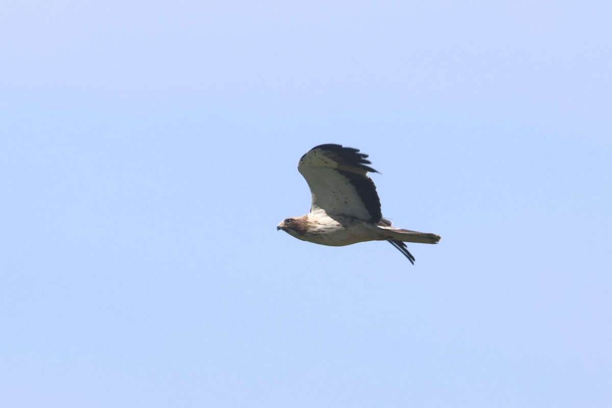 Booted Eagle - Charley Hesse TROPICAL BIRDING