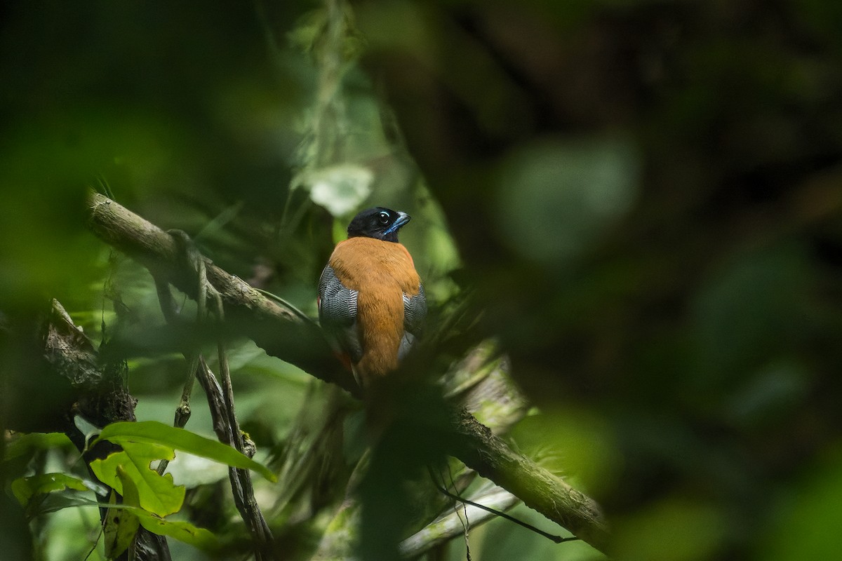 Cinnamon-rumped Trogon - Rongrong Angkaew