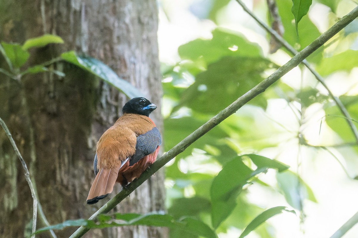 Cinnamon-rumped Trogon - Rongrong Angkaew