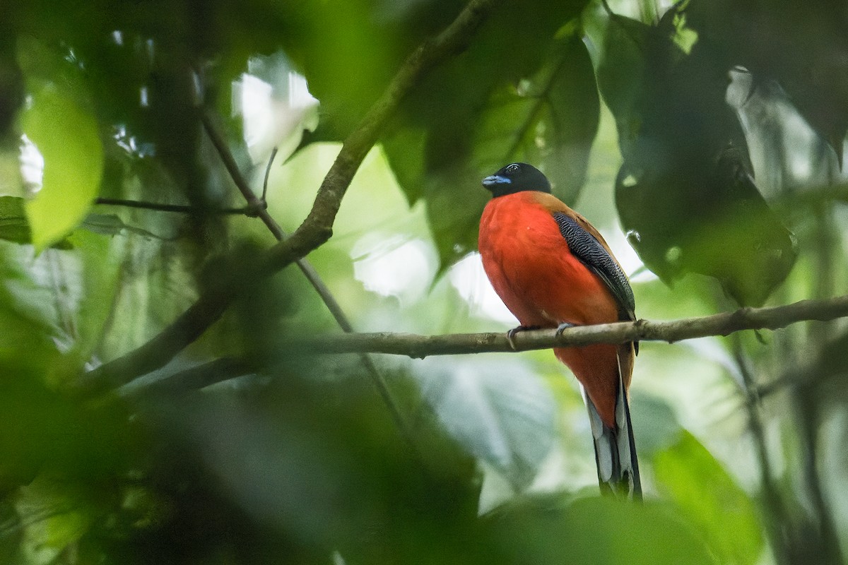 Cinnamon-rumped Trogon - Rongrong Angkaew