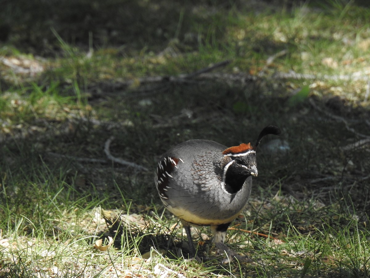 Gambel's Quail - ML619070966