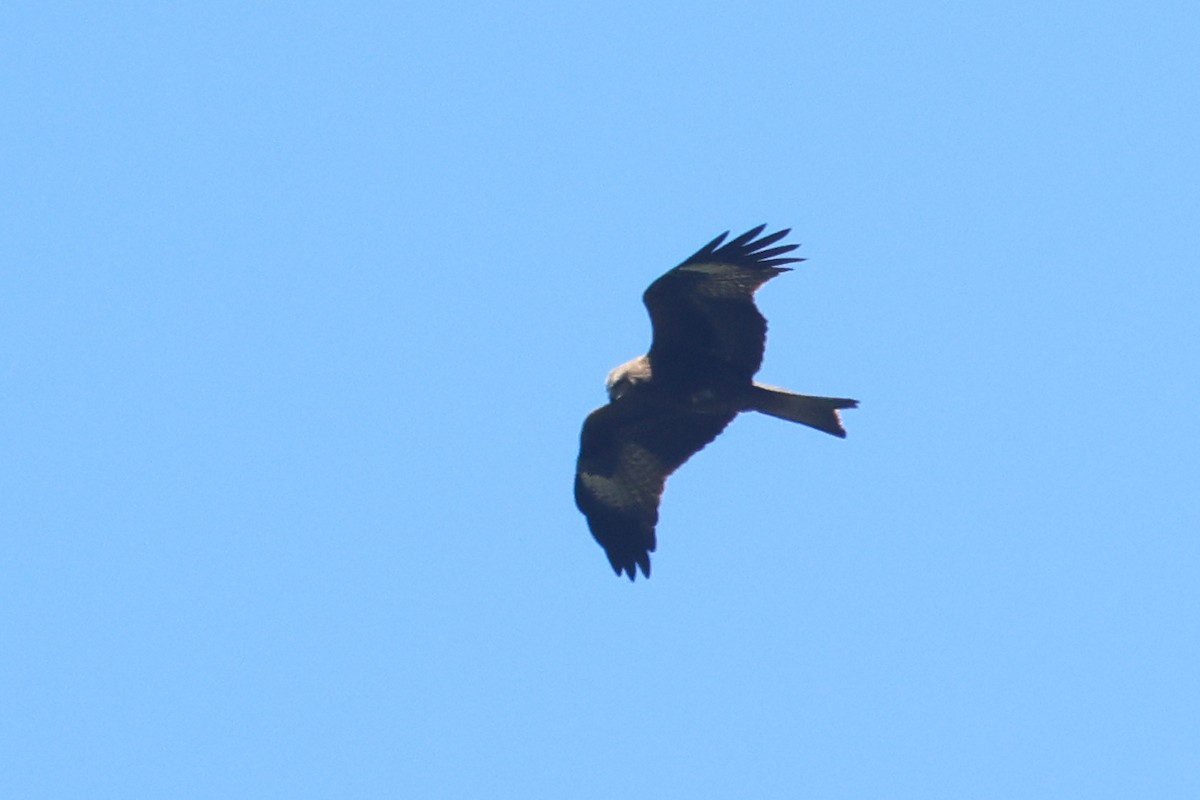 Black Kite - Charley Hesse TROPICAL BIRDING