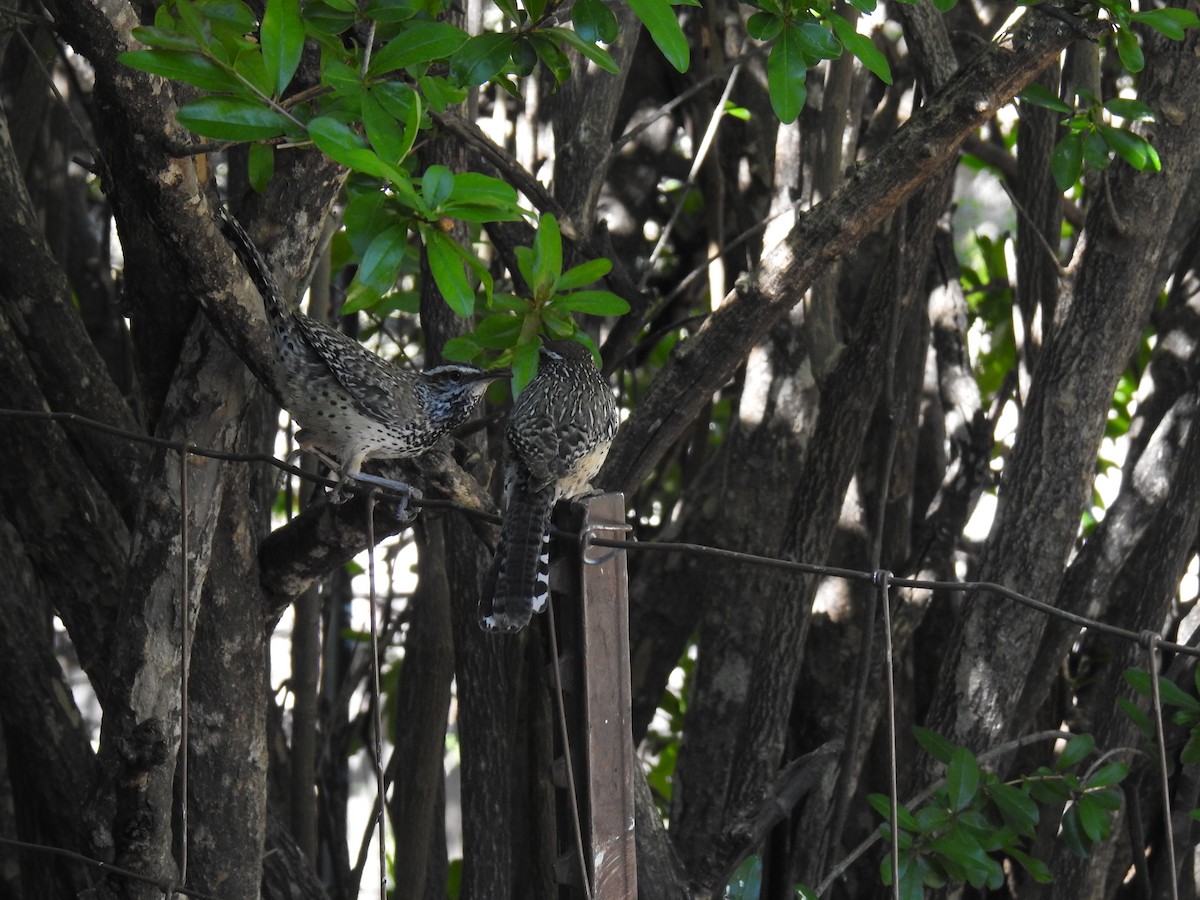 Cactus Wren - Phoenix Kwan