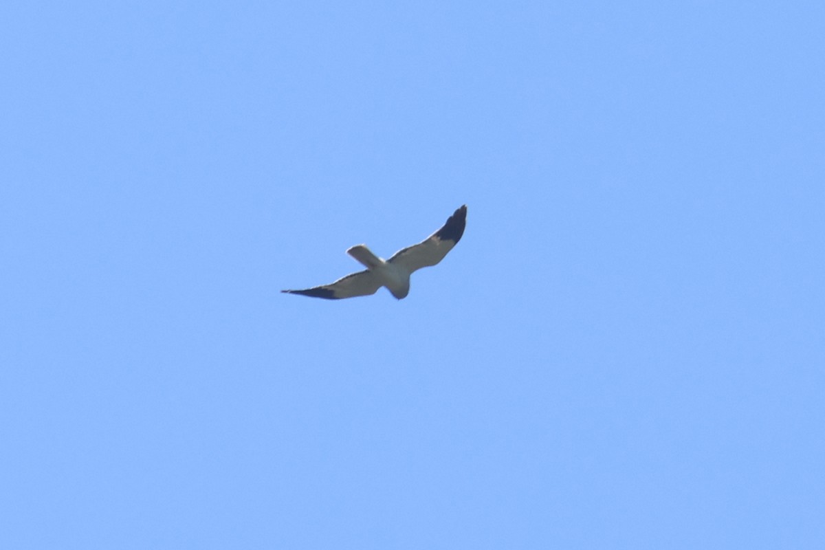 Hen Harrier - Charley Hesse TROPICAL BIRDING