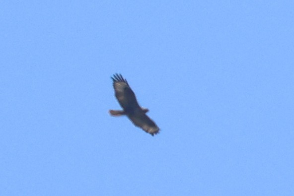 Common Buzzard (Steppe) - Charley Hesse TROPICAL BIRDING