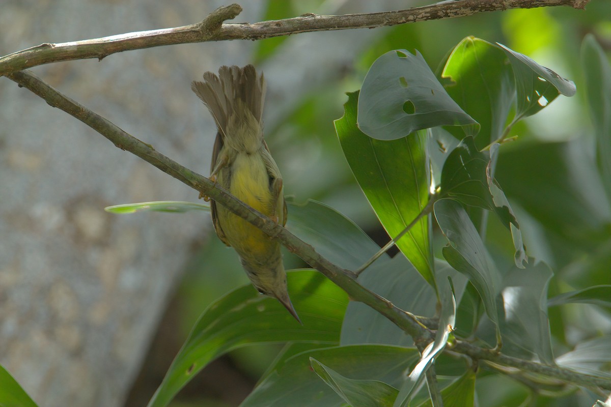 Brown-throated Sunbird - Pipope Panitchpakdi