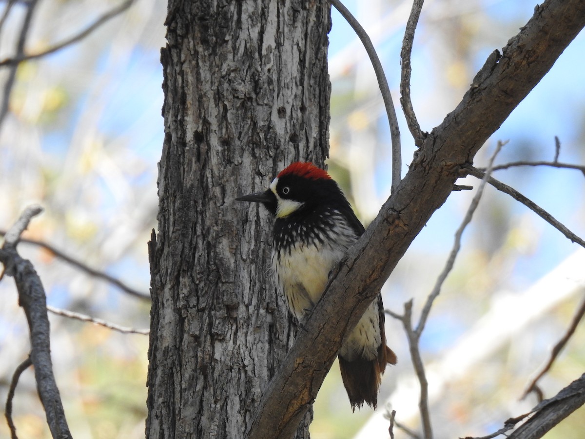 Acorn Woodpecker - Phoenix Kwan