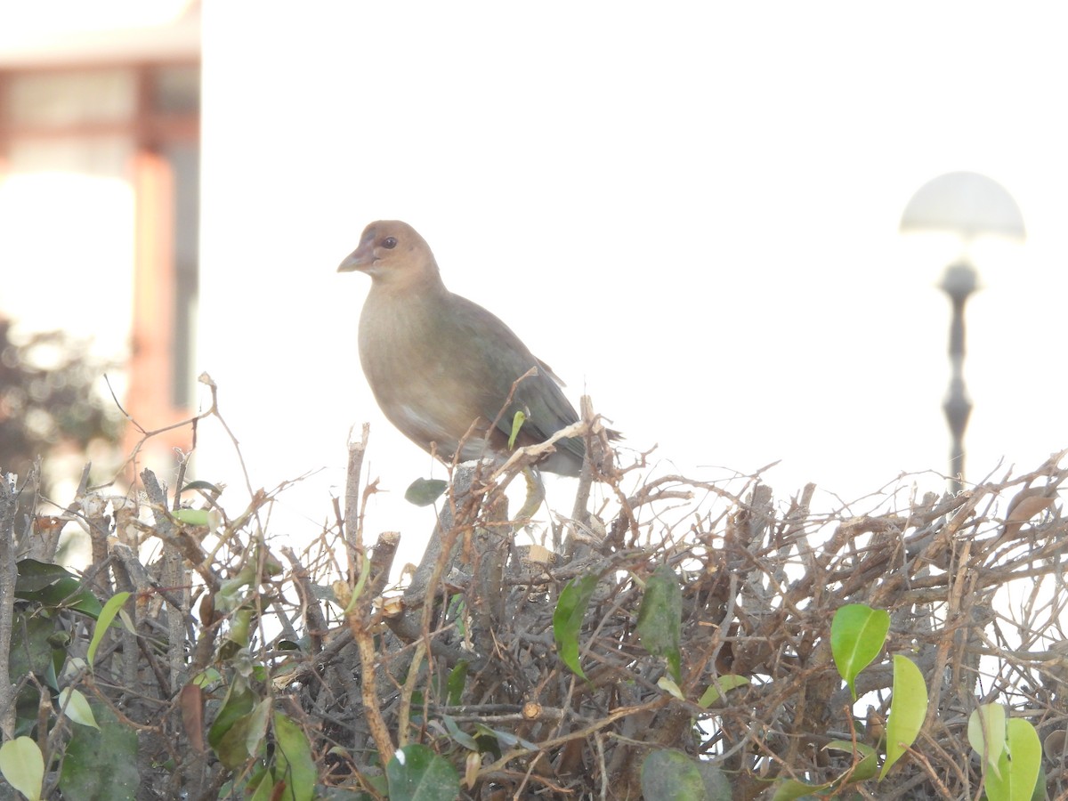 Purple Gallinule - ML619071011