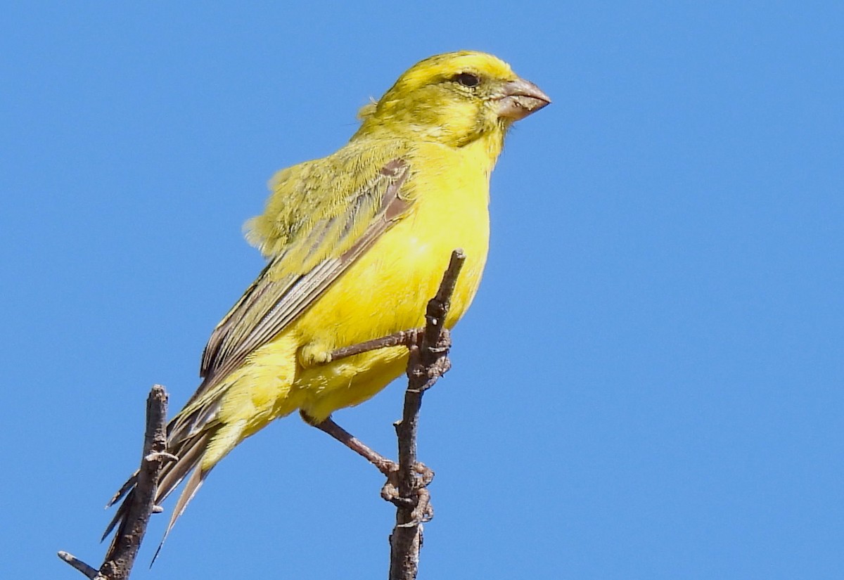 Yellow Canary - Hubert Söhner
